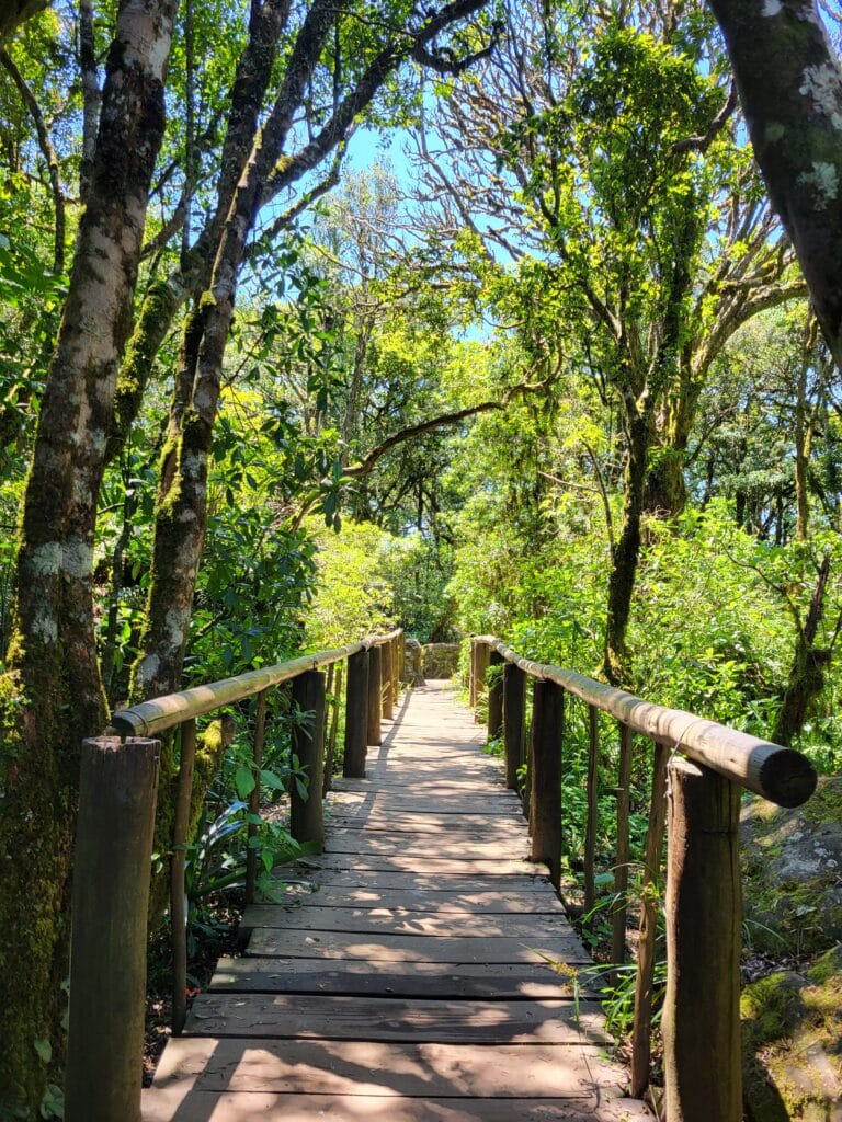 Brug door de jungle bij Gods Window op de panorama route in Zuid Afrika