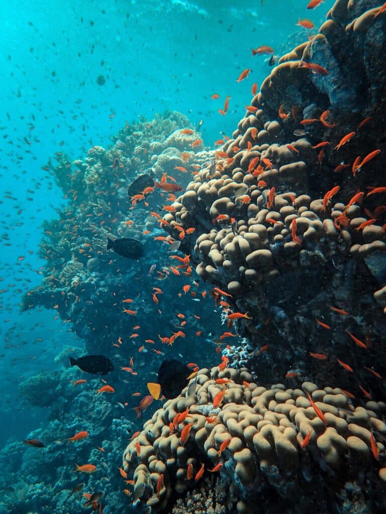 Onderwaterwereld voor de kust van Australië
