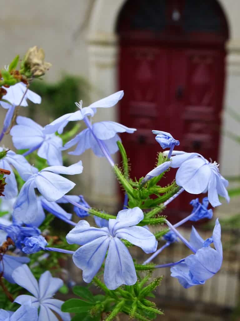 Bloemen bij Balgne op Corsica