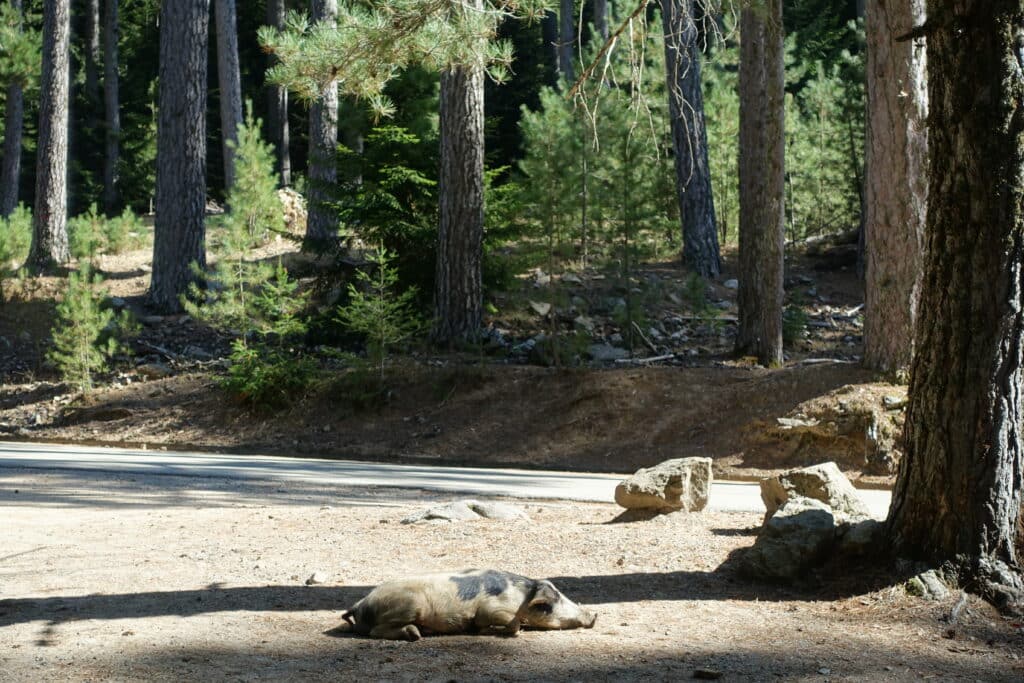 Dieren op de weg op Corsica